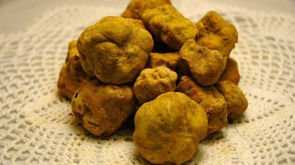 Tartufo bianco di Alba