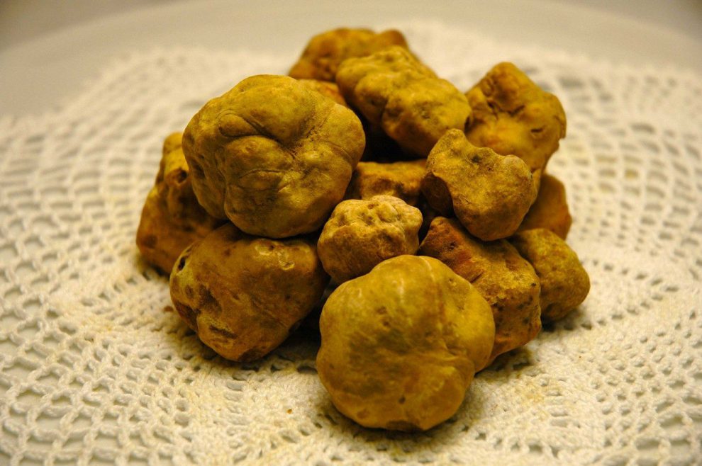 Tartufo bianco di Alba